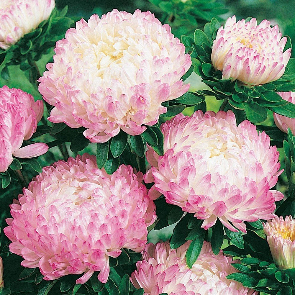 Paeony Duchesse Apricot Pompon Aster Çiçeği Tohumu (50 tohum)