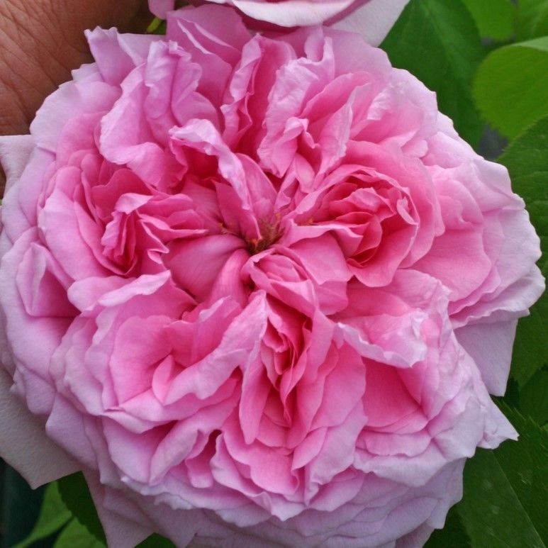 Tüplü Soğuklara Dayanıklı İri Goncalı  Pembe Canina Yediveren Gül Fidanı