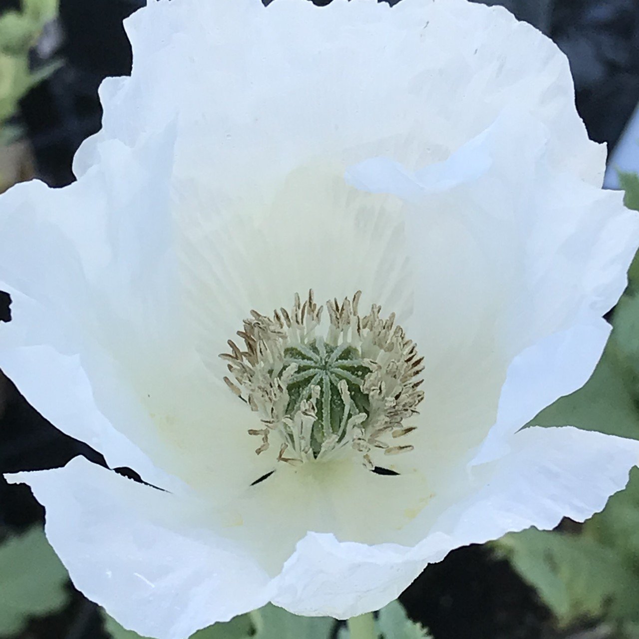 Kaliforniya Gelincik Papaver Çiçeği Tohumu (100 tohum)