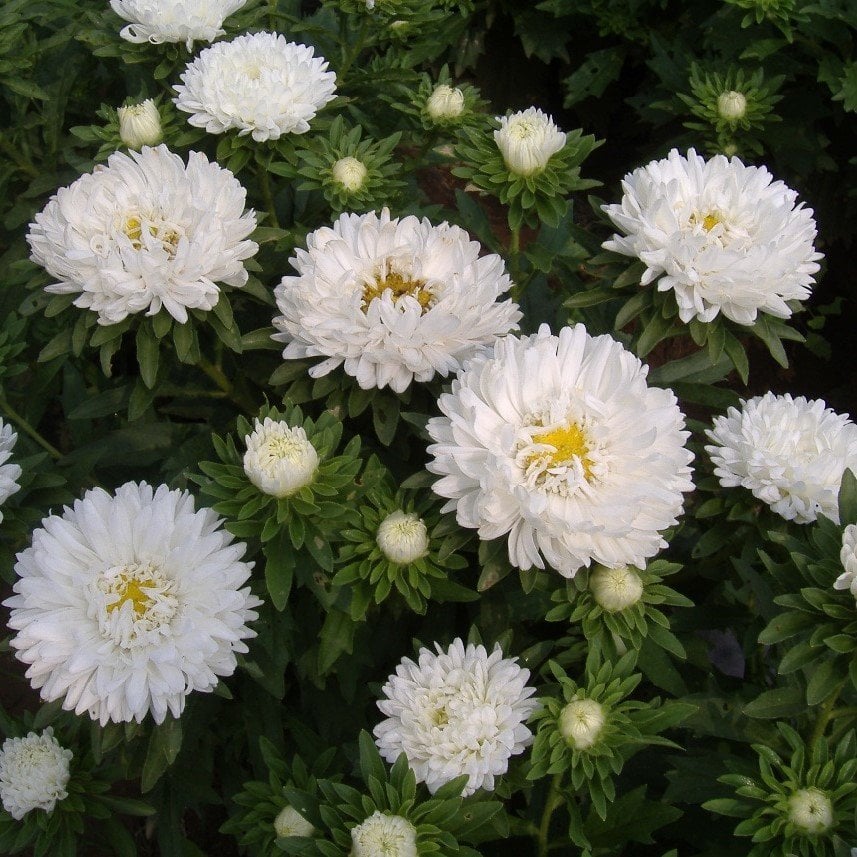 Ponpon Beyaz Renkli Aster Çiçeği Tohumu(20 tohum)