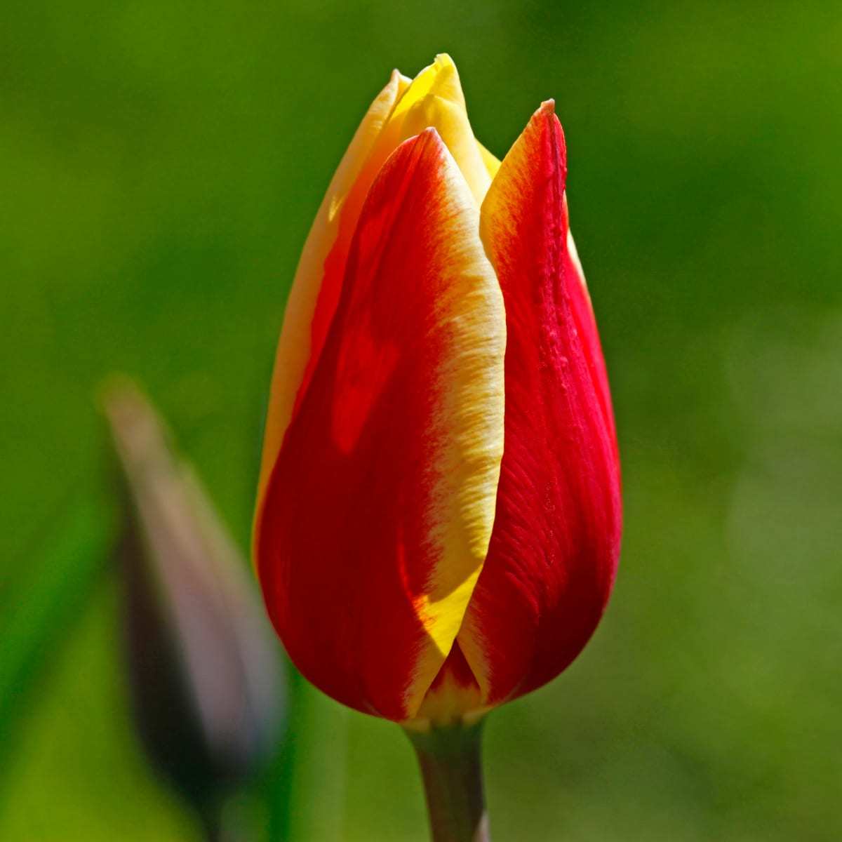 İthal Özel Dev Kafa Lale Soğanı Wonder Club Çift Renkli (4 Soğan)