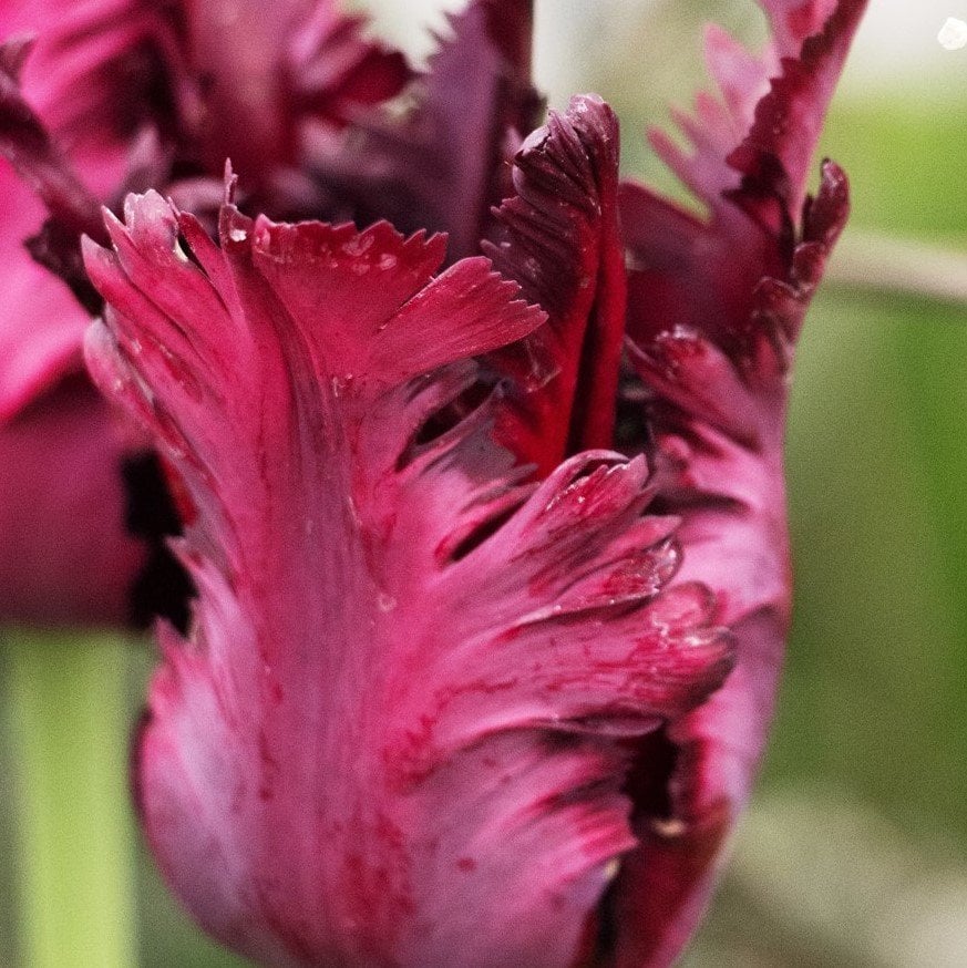 İthal Özel Valery Gergiev Fırfırlı  Koyu Kırmızı Lale Soğanı (4 Soğan)