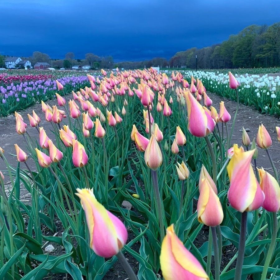 Blushing Ladu Özel İri Kafa Özel Lale Soğanı(5 Soğan)