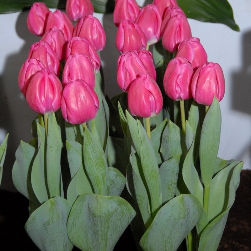 Özel İri Kafa Carola Özel Lale Soğanı (5 Soğan)