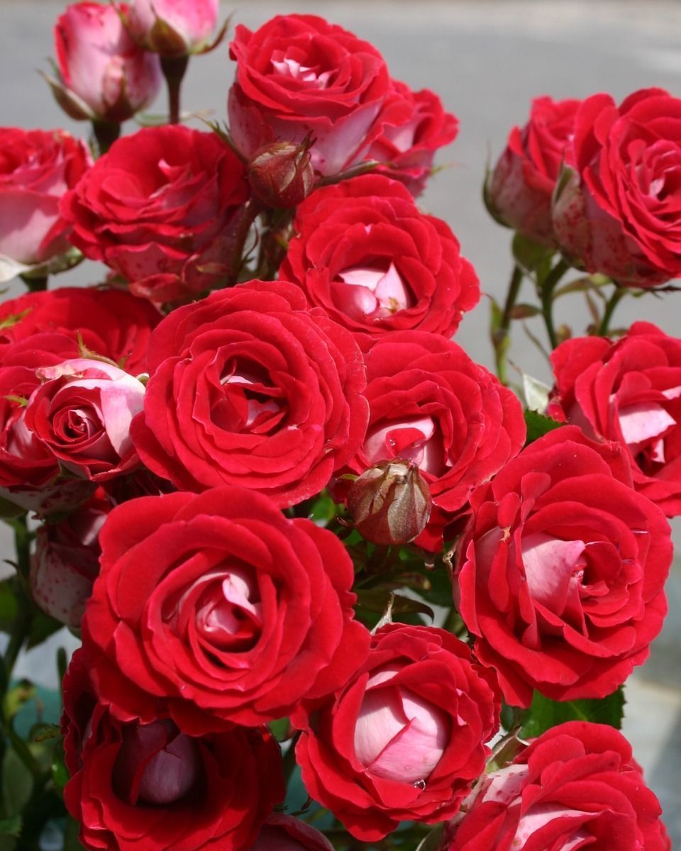 Tüplü Nadir  Kokulu Rose Schöne Koblenzerin Yediveren Gül Fidanı