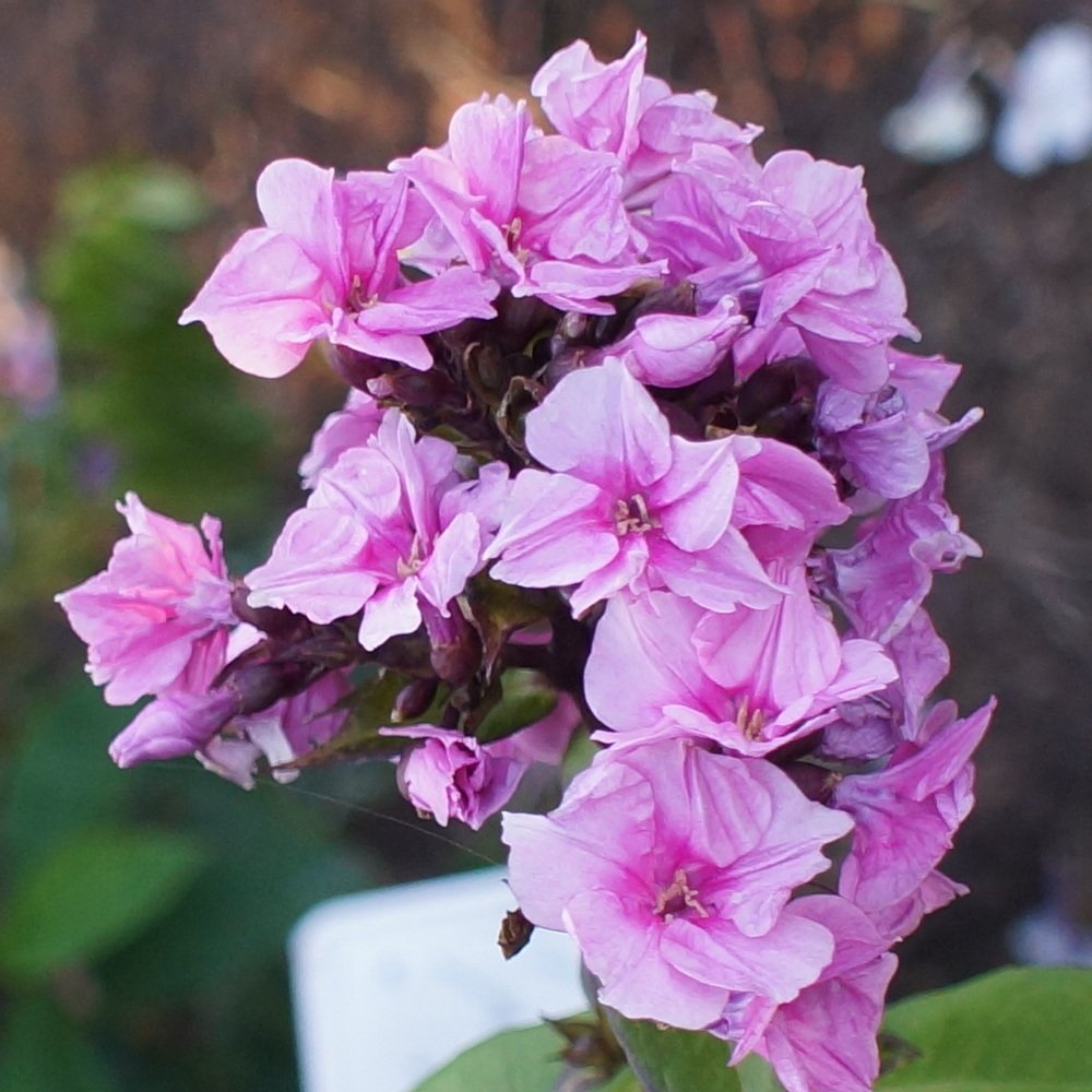 Lila Renkli Royal Floks Çiçeği Tohumu (10 tohum)