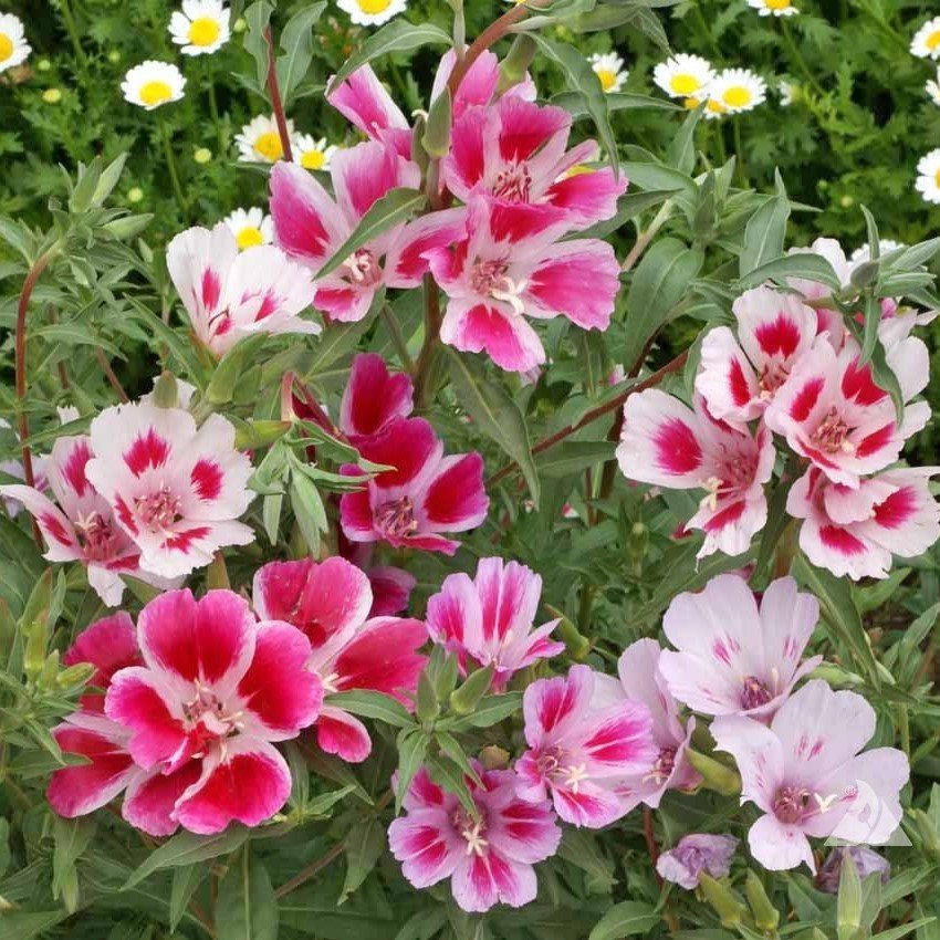 Rembrandt Godetia Yer Açelyası Çiçeği Tohumu (50 tohum)