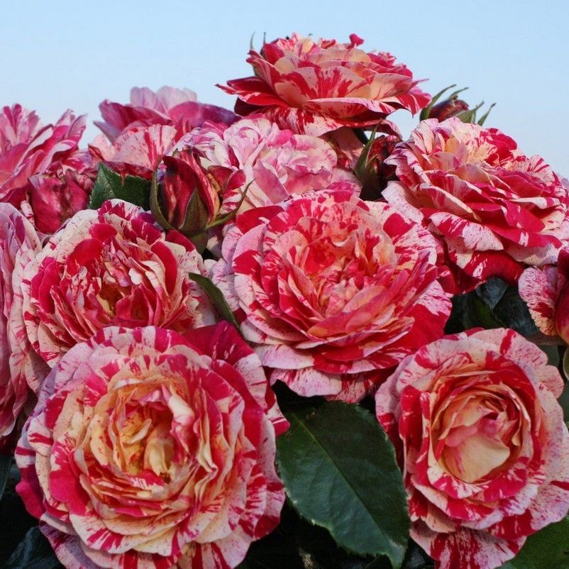 Tüplü Soğuklara Dayanıklı Abracadabra Çok Goncalı Yediveren Gül Fidanı