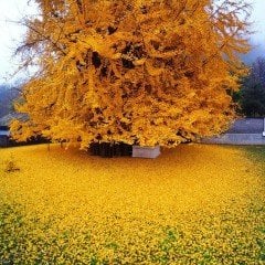 Tüplü Mabet Ağacı (Ginkgo Biloba) Fidanı (5-15cm)