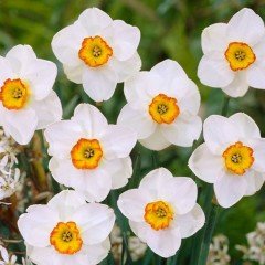 Özel Çeşit Beautiful Eyes Nergis Soğanı (3 adet)