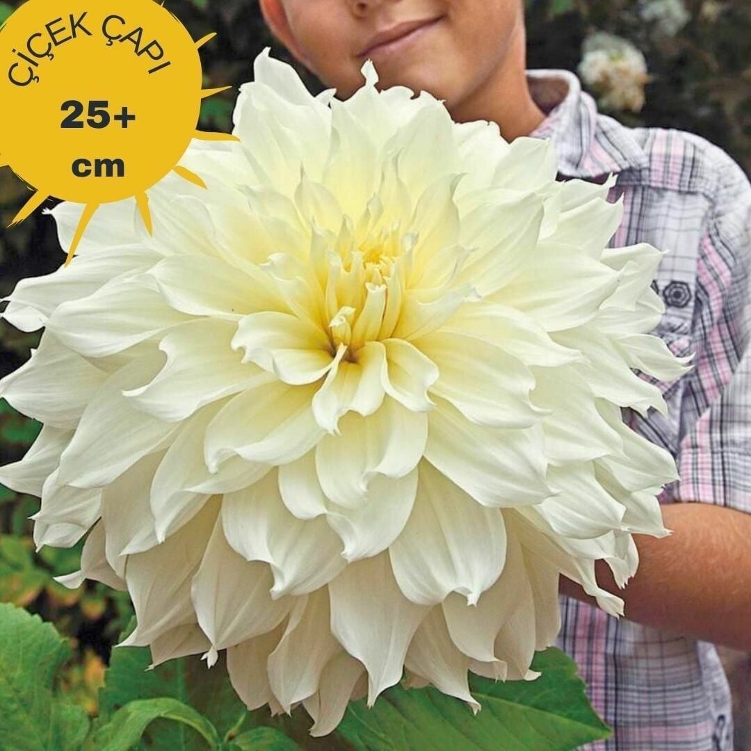 XXL Dev Çiçekli White Perfection İri Çiçekli Dahlia Dalya Yıldız Çiçeği Yumrusu