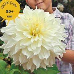 XXL Dev Çiçekli White Perfection İri Çiçekli Dahlia Dalya Yıldız Çiçeği Yumrusu