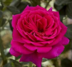 Tüplü İri Goncalı Yoğun Kokulu Yediveren Selin Gül Fidanı