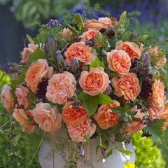 Tüplü Katmerli Koleksiyonluk Kokulu Schone Vom See Yediveren Gül Fidanı