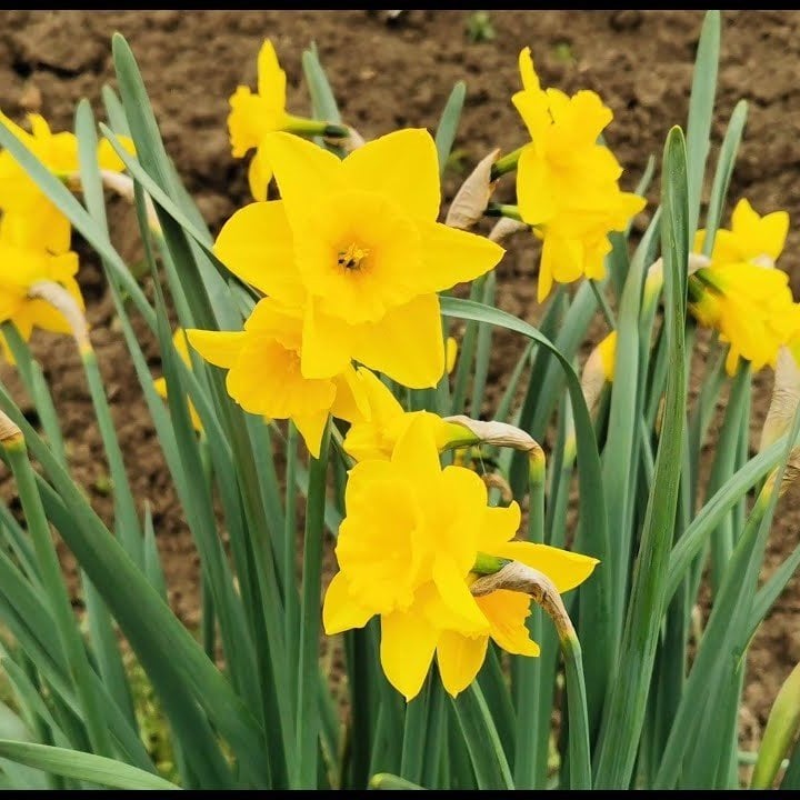 Hafif Kokulu İri Rosemoor Gold Nergis Soğanı (3 adet)