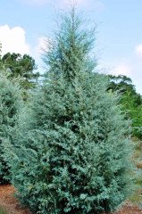 Tüplü Aşılı Mavi Servi (Cupressus arizonica) Fidanı (100-120cm)