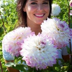 XXL Dev Çiçekli Ice Hapet Blue Eyes Dahlia Yıldız Çiçeği Soğanı Yumrusu (1 Adet)