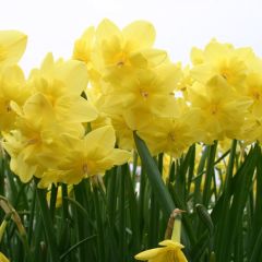 Özel Tripartite Nergis Soğanı (3 adet)