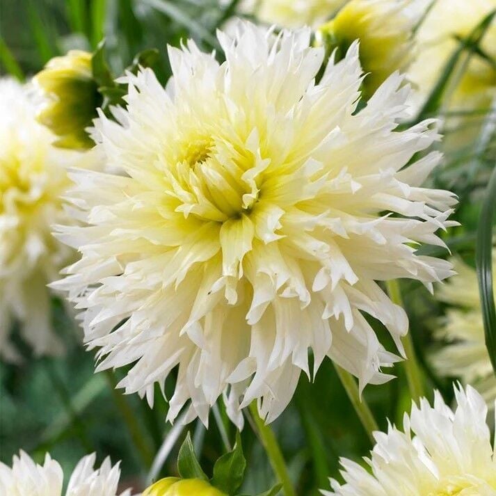 XXL Dev Çiçekli Ice Crystal Dahlia Yıldız Çiçeği Soğanı Yumrusu (1 Adet)