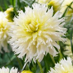 XXL Dev Çiçekli Ice Crystal Dahlia Yıldız Çiçeği Soğanı Yumrusu (1 Adet)