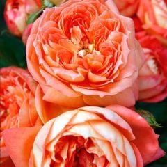 Tüplü Kordes Kokulu Yediveren Koyu Turuncu Queen Of Hearts Gül Fidanı