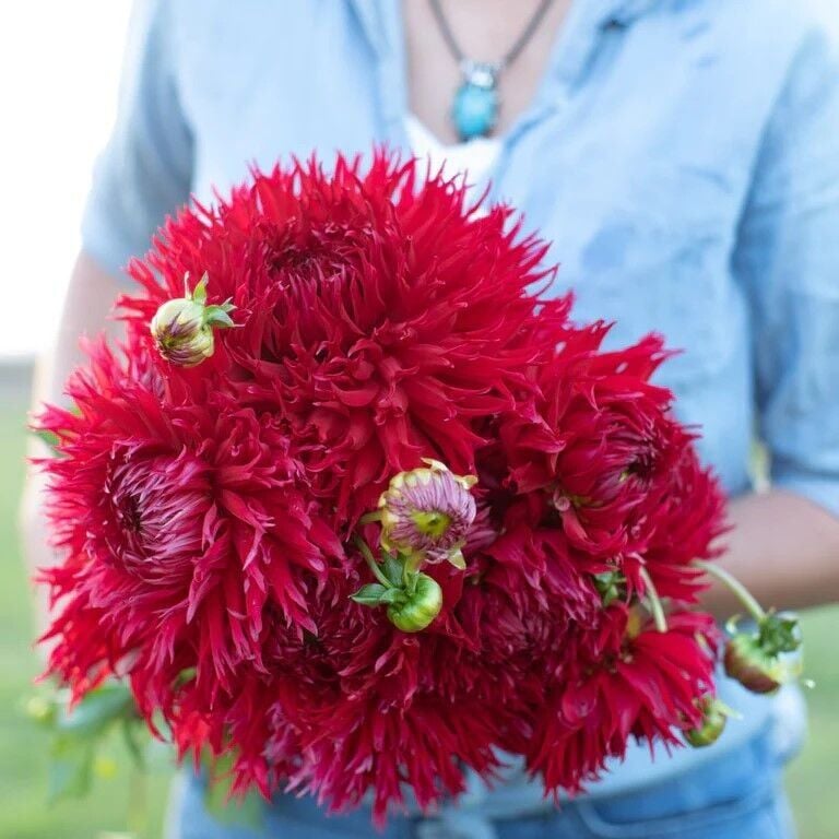 XXL Dev Çiçekli Jaxon Dahlia Yıldız Çiçeği Soğanı Yumrusu (1 Adet)