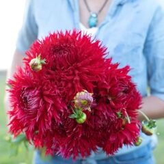 XXL Dev Çiçekli Jaxon Dahlia Yıldız Çiçeği Soğanı Yumrusu (1 Adet)