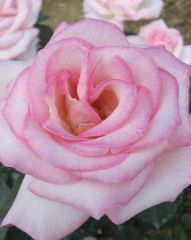 Tüplü Aşılı Princess Yediveren Kokulu Gül Fidanı