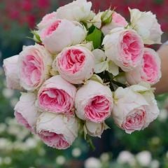 Tüplü Koleksiyonluk Hyrid Tea Sugar Ponpon Yediveren Gül Fidanı