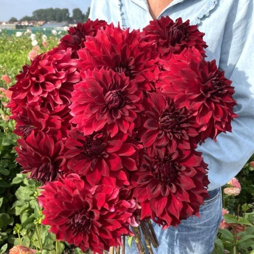 XXL Dev Çiçekli Mingus Alex Dahlia Yıldız Çiçeği Soğanı Yumrusu (1 Adet)