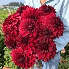 XXL Dev Çiçekli Mingus Alex Dahlia Yıldız Çiçeği Soğanı Yumrusu (1 Adet)