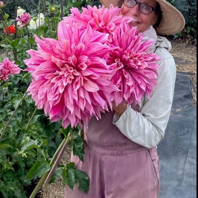 XXL Dev Çiçekli Maki Dahlia Yıldız Çiçeği Soğanı Yumrusu (1 Adet)