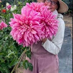 XXL Dev Çiçekli Maki Dahlia Yıldız Çiçeği Soğanı Yumrusu (1 Adet)