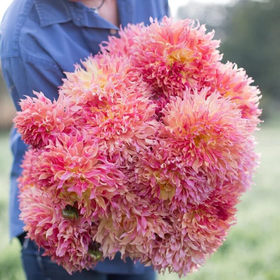 XXL Dev Çiçekli Myrtle's Folly Dahlia Yıldız Çiçeği Soğanı Yumrusu (1 Adet)