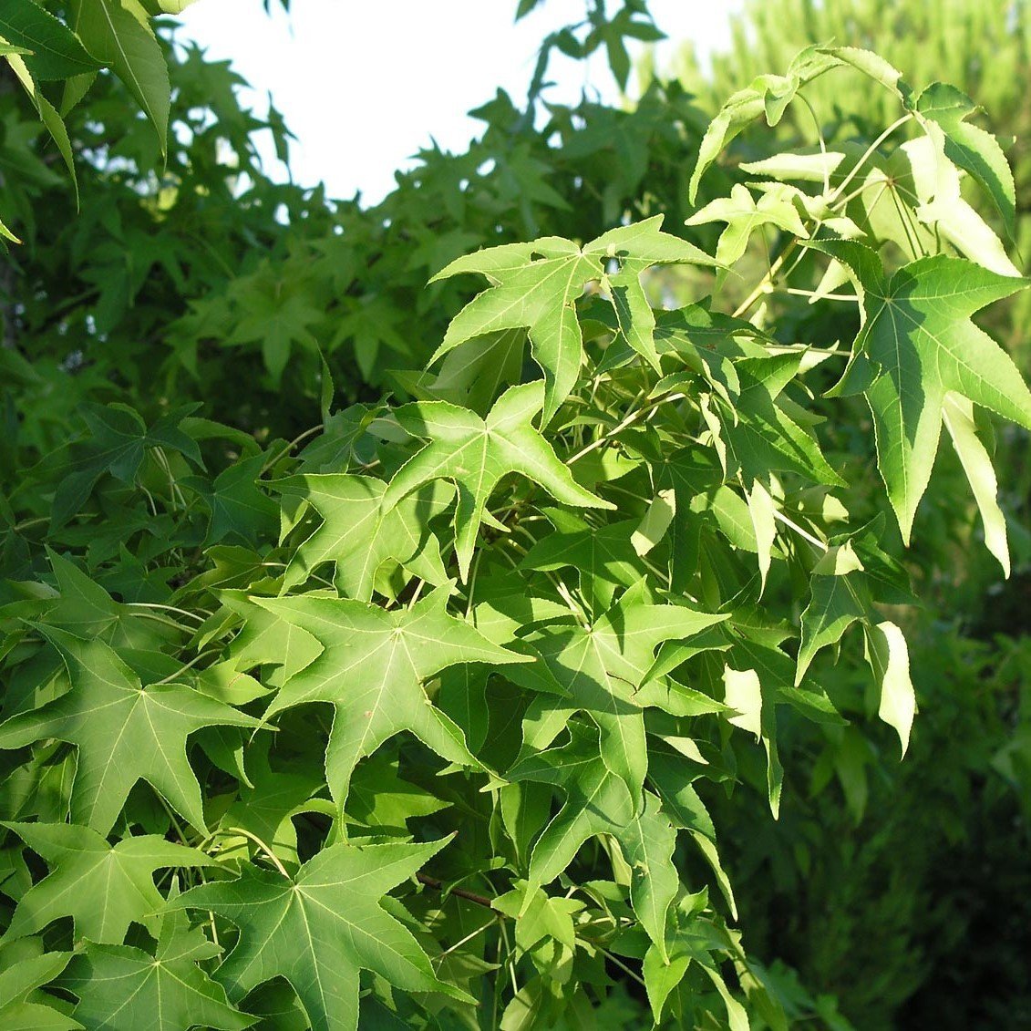 Tüplü Sığla Ağacı (Liquidambar Oriantalis) Fidanı (120-150 cm)