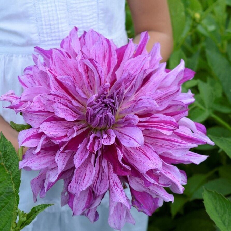 XXL Dev Çiçekli Mom's Special Dahlia Yıldız Çiçeği Soğanı Yumrusu (1 Adet)