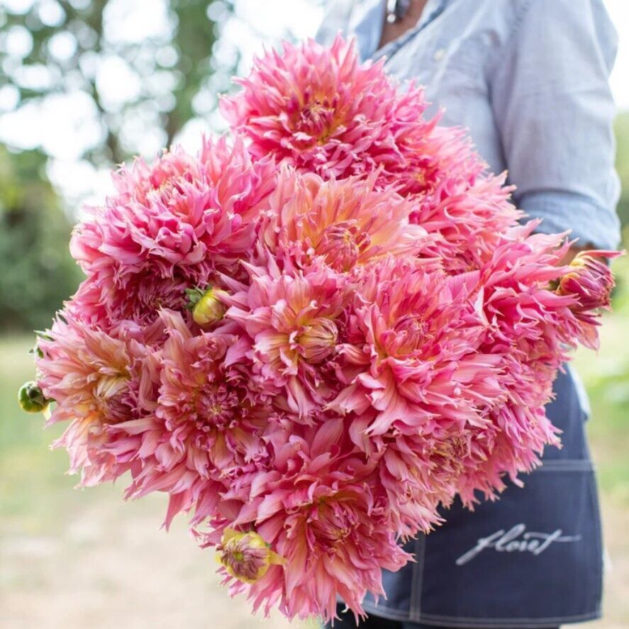 XXL Dev Çiçekli Omega Dahlia Yıldız Çiçeği Soğanı Yumrusu (1 Adet)