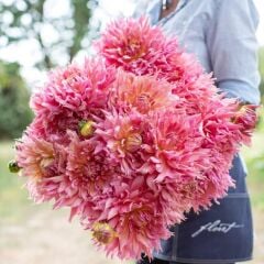 XXL Dev Çiçekli Omega Dahlia Yıldız Çiçeği Soğanı Yumrusu (1 Adet)