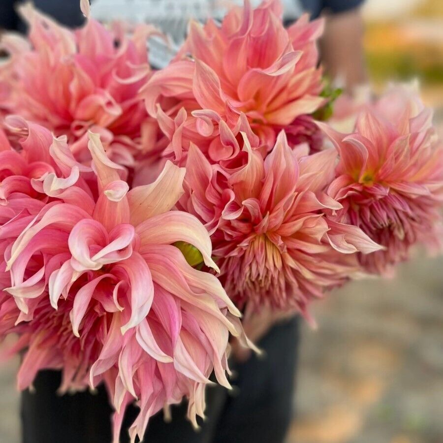 XXL Dev Çiçekli Penhill Watermelon Dahlia Yıldız Çiçeği Soğanı Yumrusu (1 Adet)