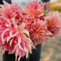 XXL Dev Çiçekli Penhill Watermelon Dahlia Yıldız Çiçeği Soğanı Yumrusu (1 Adet)