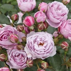 Tüplü Koleksiyonluk Hyrid Tea Nautica Yediveren Gül Fidanı