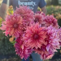 XXL Dev Çiçekli Penhill Dark MonarcDahlia Yıldız Çiçeği Soğanı Yumrusu (1 Adet)