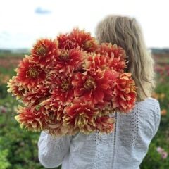 XXL Dev Çiçekli Bodacious Dahlia Yıldız Çiçeği Soğanı Yumrusu (1 Adet)