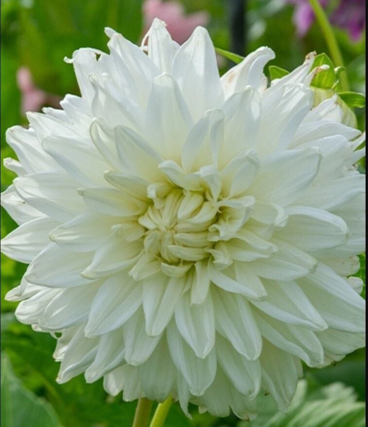 XXL Dev Çiçekli Bull's Pride deco Dahlia Yıldız Çiçeği Soğanı Yumrusu (1 Adet)