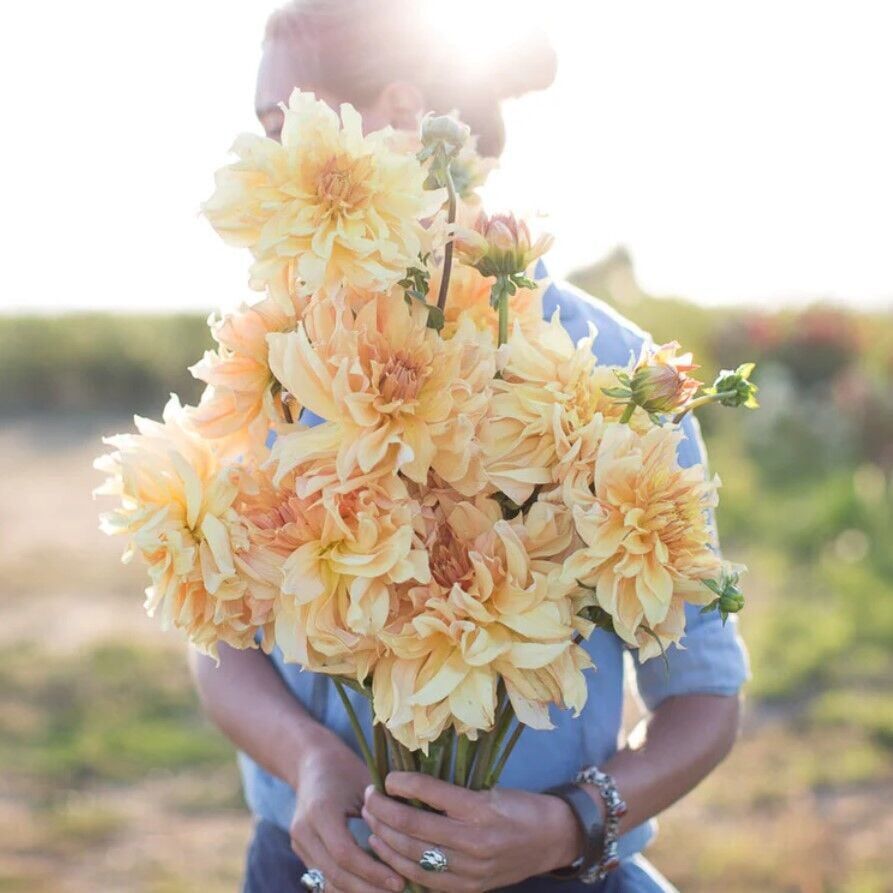 Büyük Çiçekli Big Brother Dahlia Yıldız Çiçeği Soğanı Yumrusu (1 Adet)(Kopya)