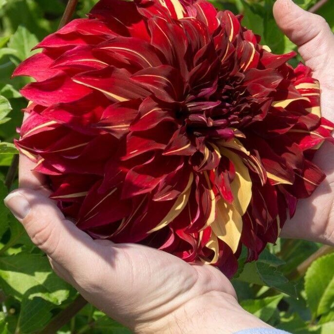 Büyük Çiçekli Bohemian Spartacus Dahlia Yıldız Çiçeği Soğanı Yumrusu (1 Adet)