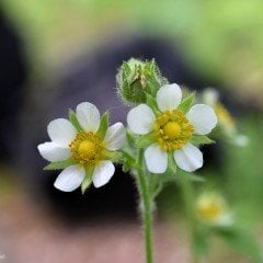 Potentilla arguta Çiçeği Tohumu (100 tohum)