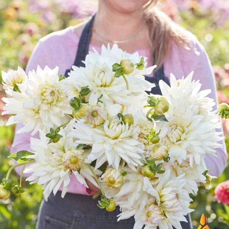 Büyük Çiçekli Clearview Edie Dahlia Yıldız Çiçeği Soğanı Yumrusu (1 Adet)