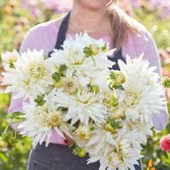 Büyük Çiçekli Clearview Edie Dahlia Yıldız Çiçeği Soğanı Yumrusu (1 Adet)