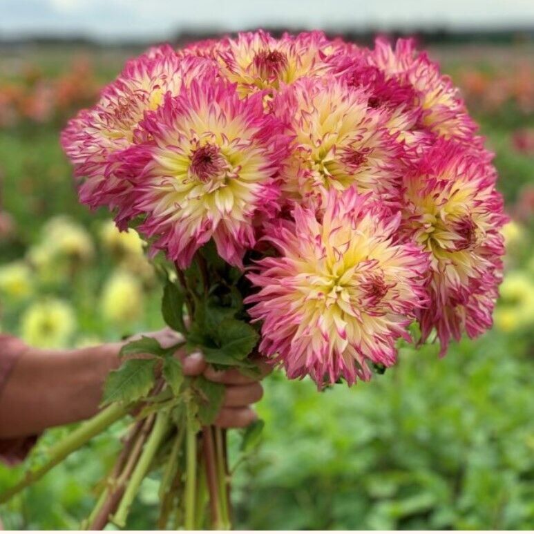 Büyük Çiçekli Caproz Josephine Dahlia Yıldız Çiçeği Soğanı Yumrusu (1 Adet)